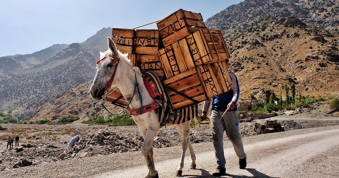 A donkey carries boxes in the desert