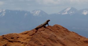 A lizard looks out over the La Sal Mountains in Utah. Photo taken during a southwest hiking tour with Ryder-Walker Alpine Adventures.