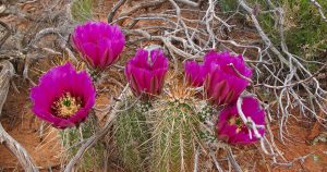 Photo of a desert rose cactus taken during a hiking tour in Arizona with Ryder-Walker Alpine Adventures.