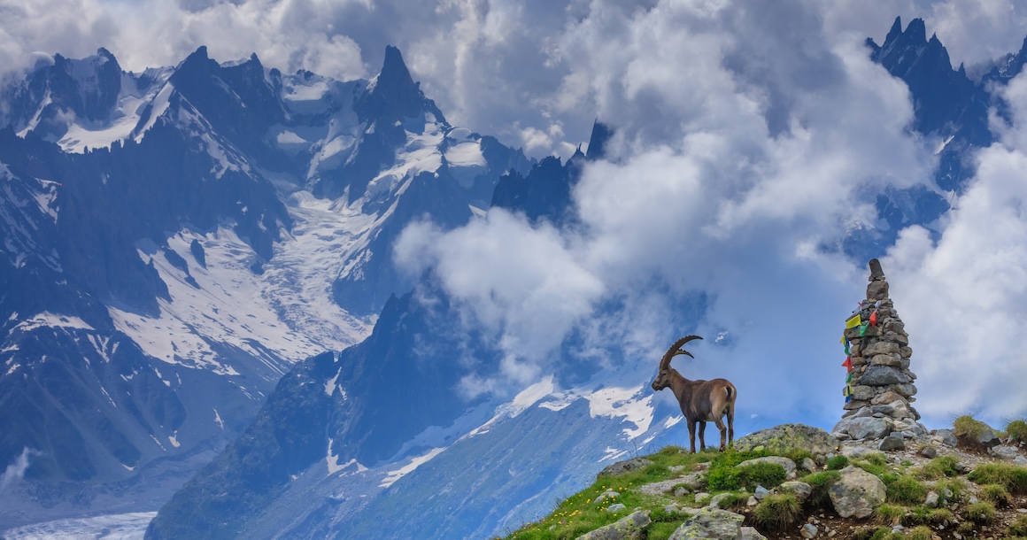 An Ibex looking at the magnificent Mont Blanc