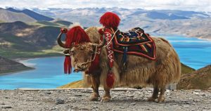 Photo of a Yak dressed in the traditional saddle of Bhutan. This is the sort of thing you see during a Bhutan hiking tour.