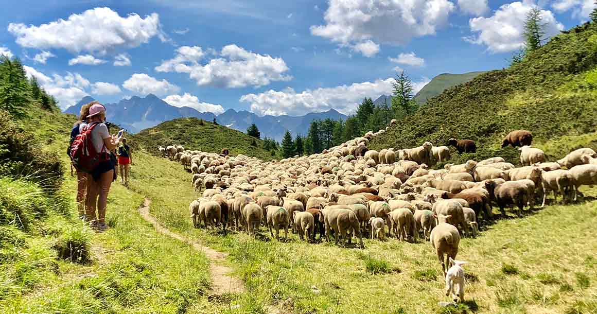 Herd of sheep on the trail in the Swiss Engadine