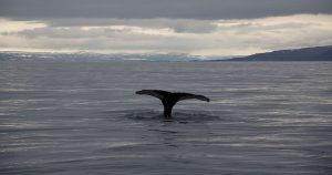 whale Iceland