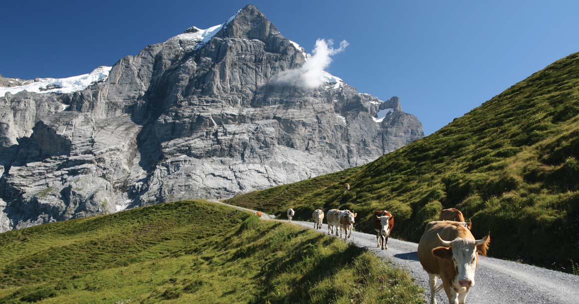 Group hiking on the Self-guided Switzerland's Jungfrau Loop