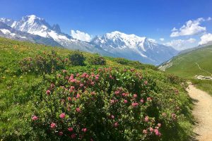 Beautiful flowers with Mont Blanc in the background