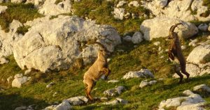 Two mountain goats fighting in the Julian alps of Slovenia
