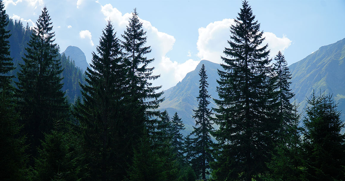 Mountains and pine trees in Romania