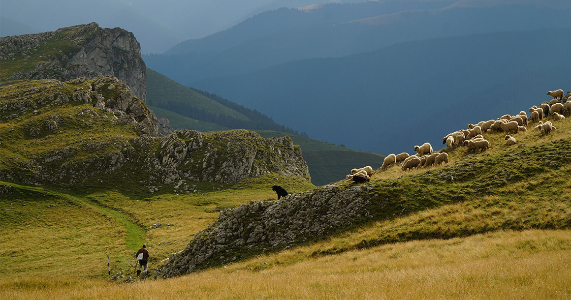 Sheep on a hiking trail in Romania