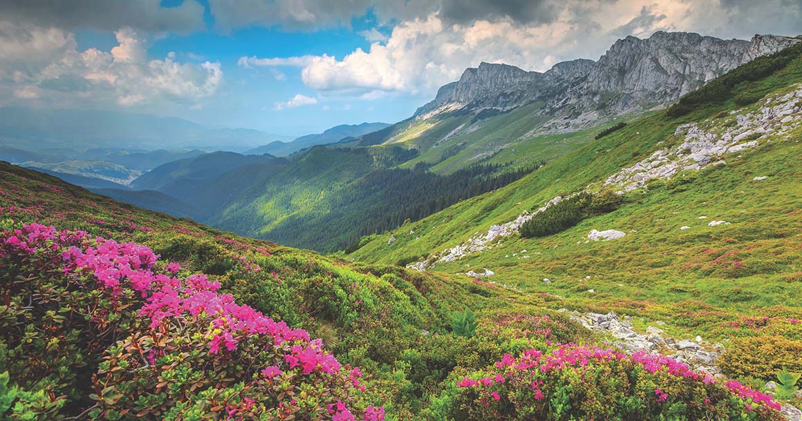 Beautiful Flowers, mountains, and grass in Romania