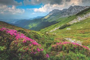 Transylvania, Romania flowers and green landscape