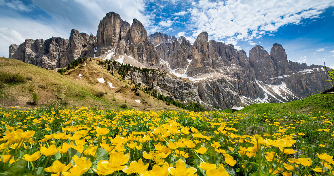 Dolomites Flowers