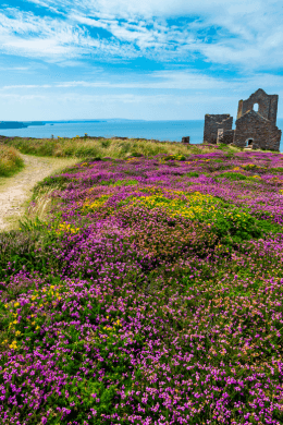 Cornwall England wildflowers and ocean