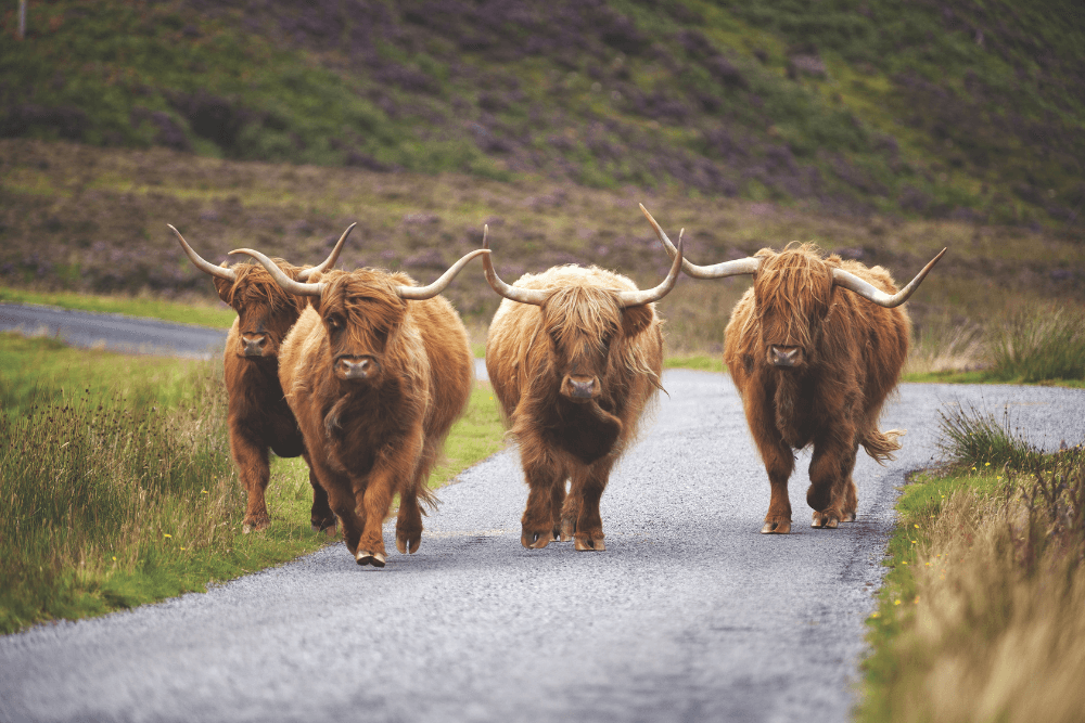 Buffalo walking down road in Scotland
