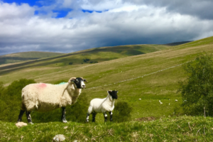 Sheep grazing in Scotland