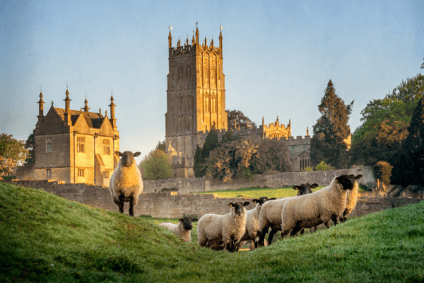 Cotswolds church with sheep