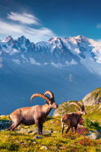 Tour du Mont Blanc ibex