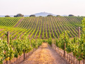 Vines in a vineyard in Alentejo region