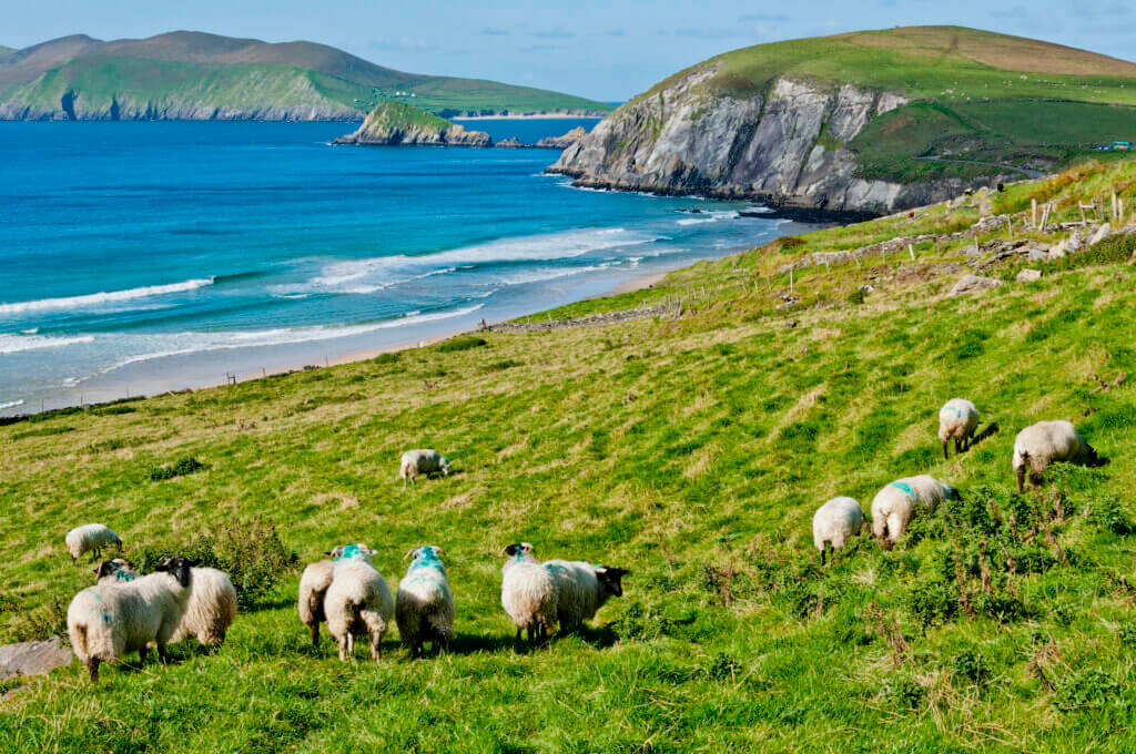 Sheep Grazing Irish Coast