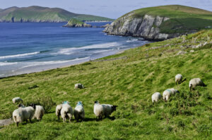 Sheep Grazing Irish Coast