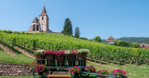 Castle in a vineyard