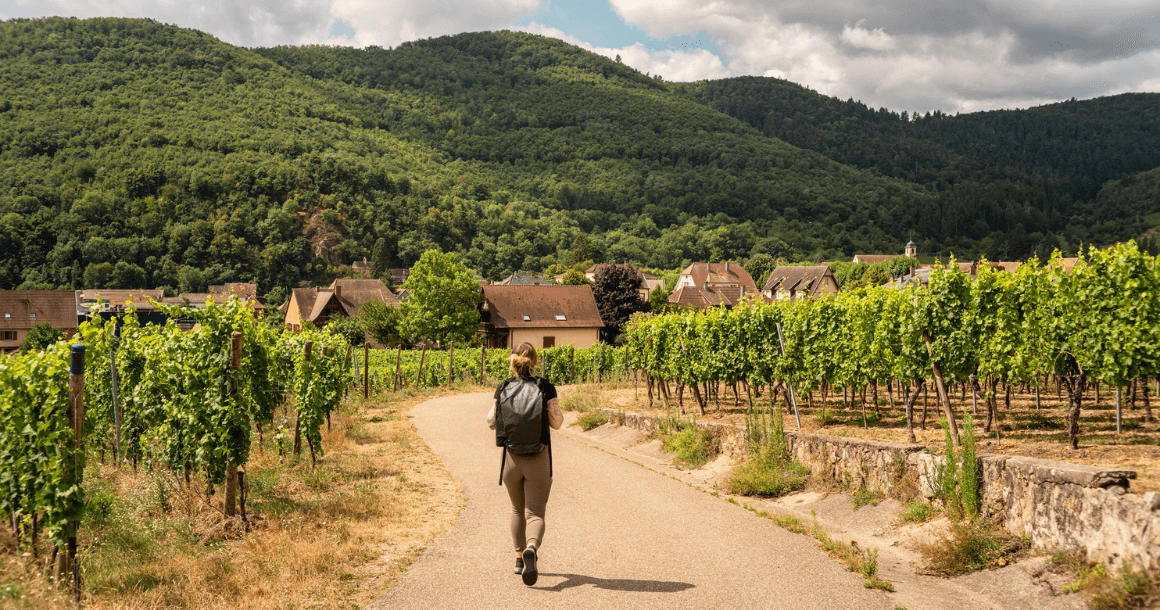 Walker trekking through a vineyard in Alsace France