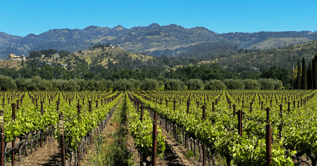 Napa Valley vineyard