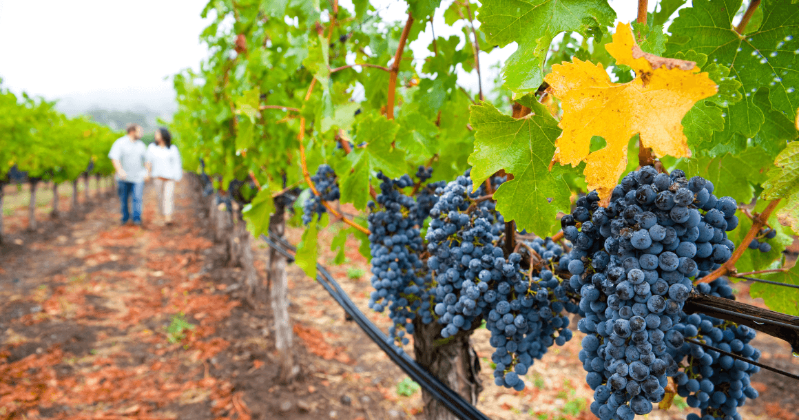 Napa Valley vineyard grapes