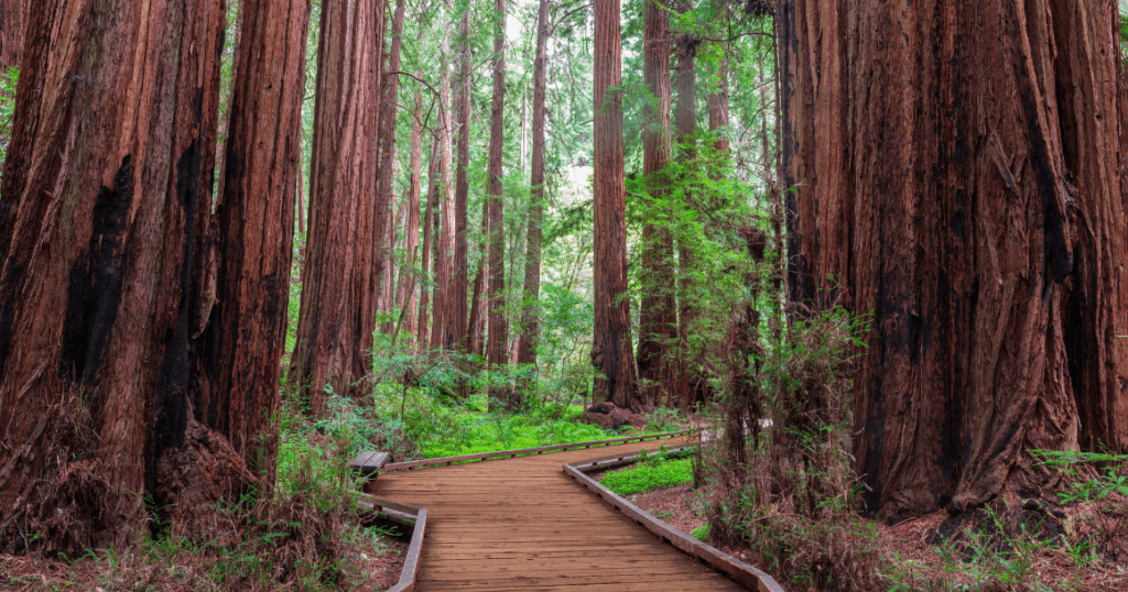 Cathedral Grove Muir woods
