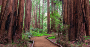 Cathedral Grove Muir woods