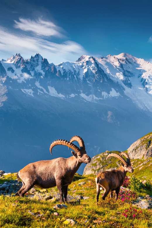 TMB-featured TMB wildlife